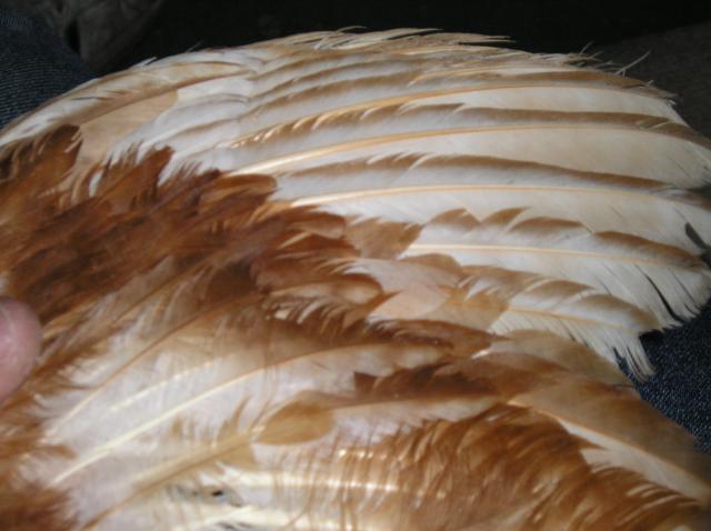 36755_copy_of_red_chick_006.jpg