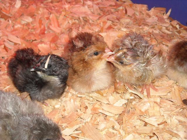 36763_chicks-3_8-12.jpg