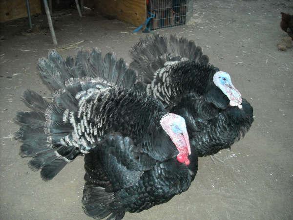 36763_turkeys.jpg