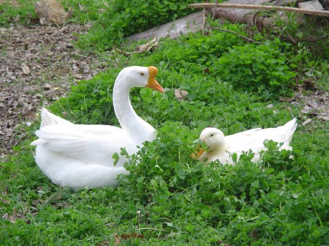 36766_garden_and_goose_and_misc_019.jpg