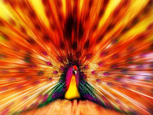 36766_peafowl.jpg