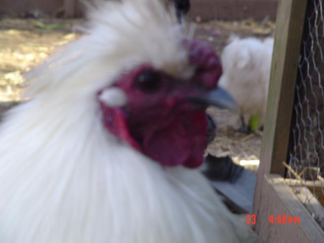 36766_pics_052.jpg