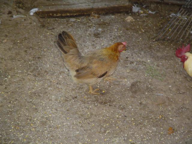36766_pics_272.jpg