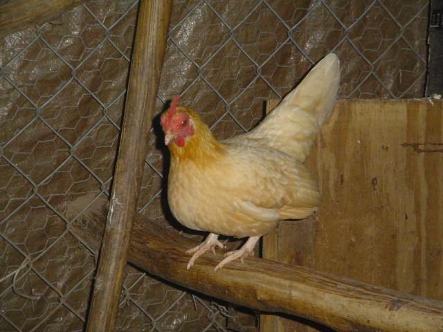 36766_pics_293.jpg