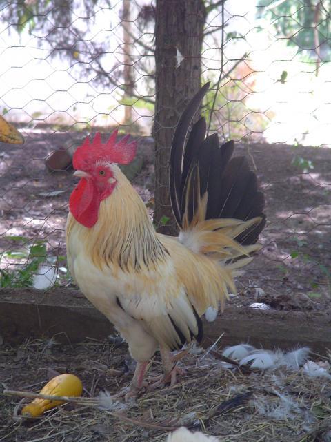 36766_pics_320.jpg