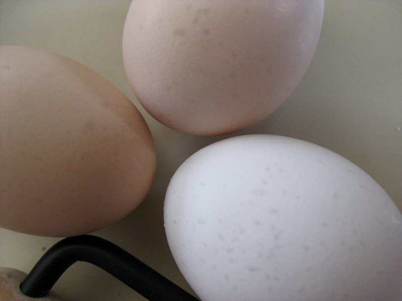 36788_eggs1.jpg