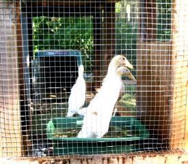 367_feathers_beginning.jpg
