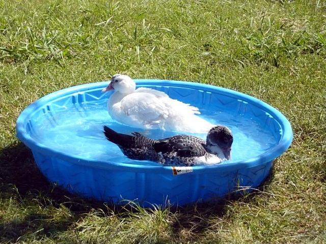 36835_pool_ducks_1.jpg