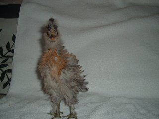 3684_silkies_and_cochins_061.jpg