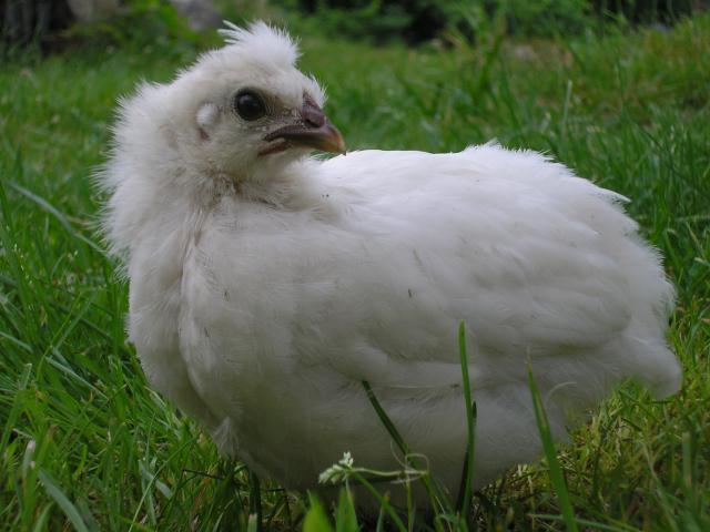 36856_012.jpg