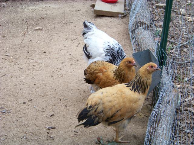 36884_100_1430.jpg