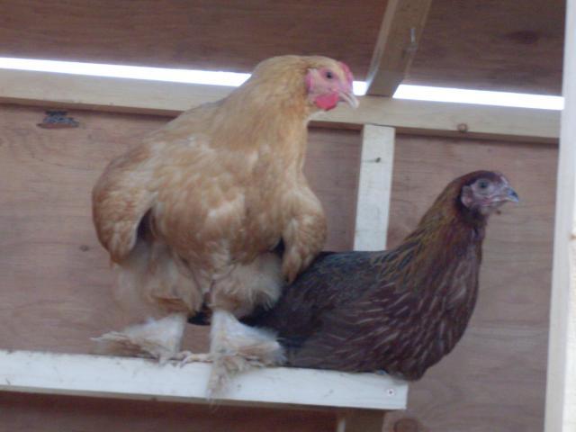 36911_chicken_and_other_pics_018.jpg