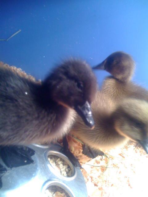 36911_ducklings_008.jpg