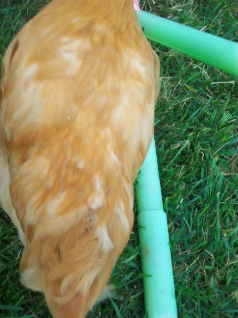 36924_daisy_top_feathers.jpg