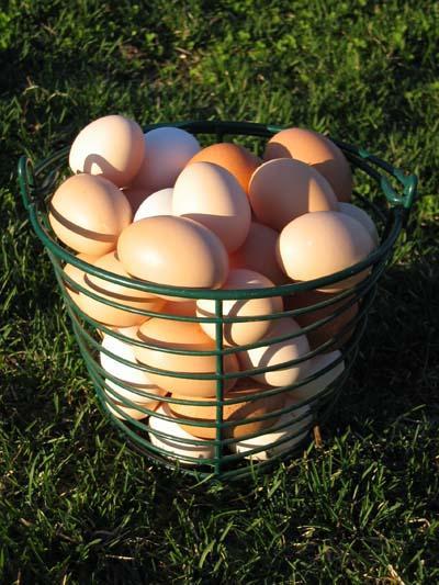 36971_eggs.jpg