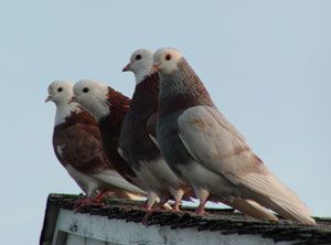 36971_pigeons3.jpg