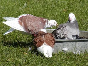 36971_pigeons4.jpg