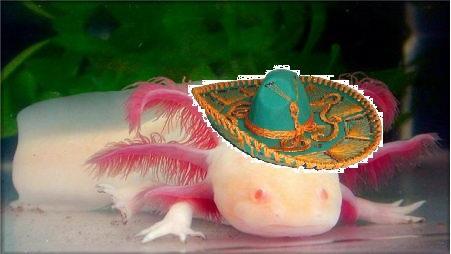 36979_albino_salamander.jpg