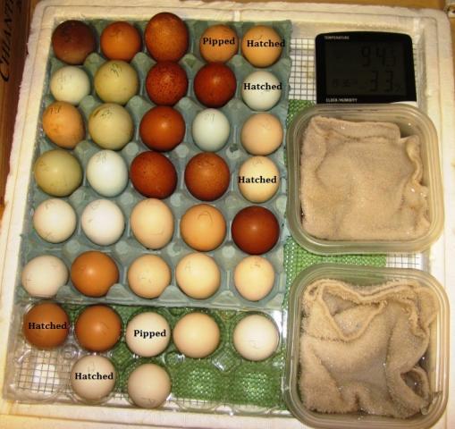 36979_eggs1.jpg