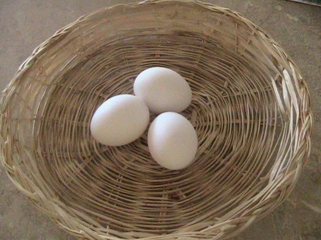 36987_summer_09_030.jpg