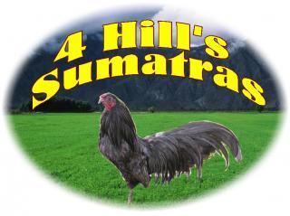 36989_4_hills_sumatras.jpg