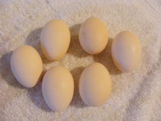 36989_blue_eggs.jpg
