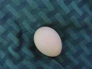 37009_dark_cornish_egg.jpg