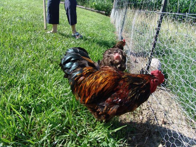 37014_chickens_009.jpg