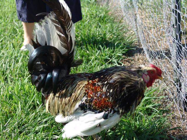 37014_chickens_012.jpg