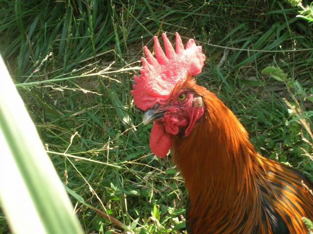 37023_dscn4367.jpg