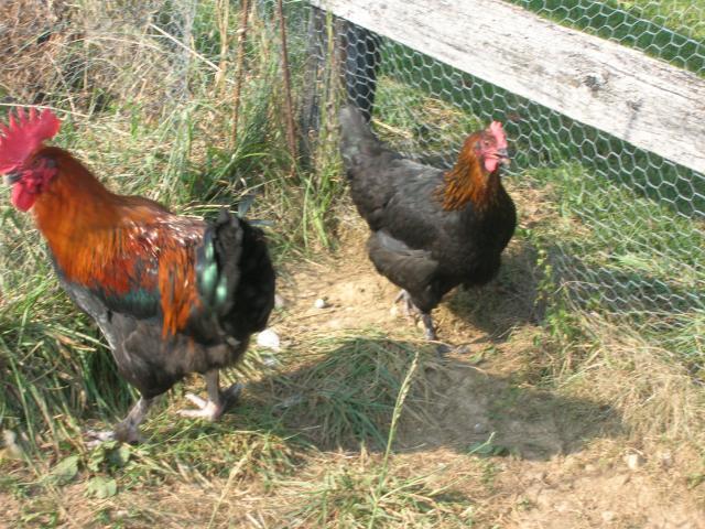 37023_dscn4375.jpg