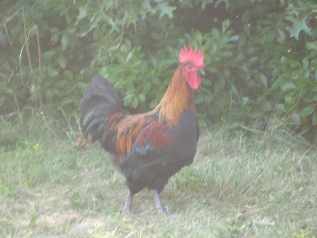 37023_dscn4376.jpg