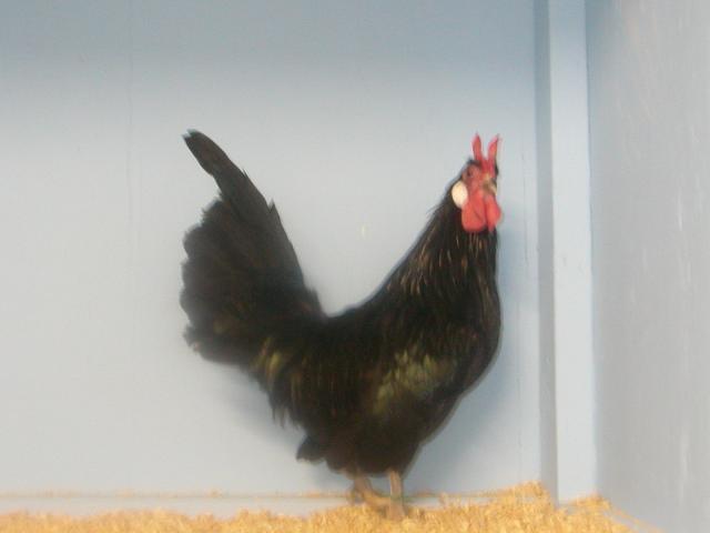 3703_la_fleche_bantam.jpg