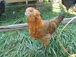 37043_esmerelda1_aug_10.jpg