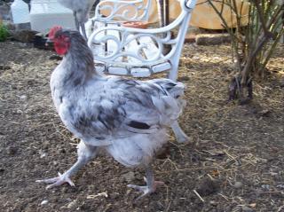 37053_chickens_4_months_old_002.jpg