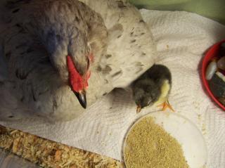 37053_duckys_first_hatch_010.jpg