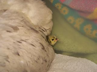 37053_duckys_first_hatch_012.jpg