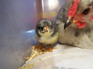 37053_duckys_first_hatch_029.jpg