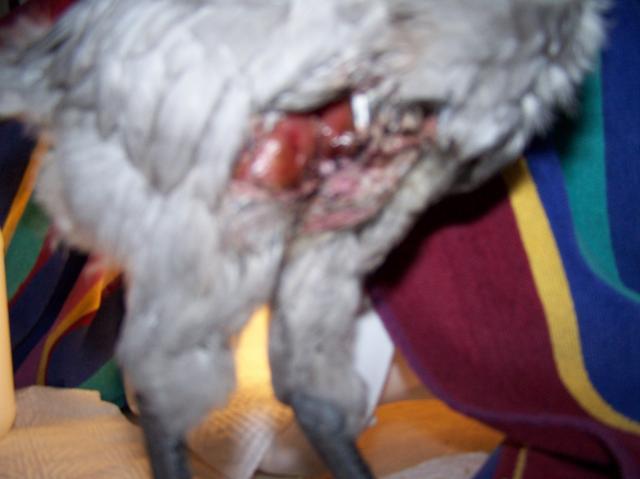 37053_indios_wound.jpg