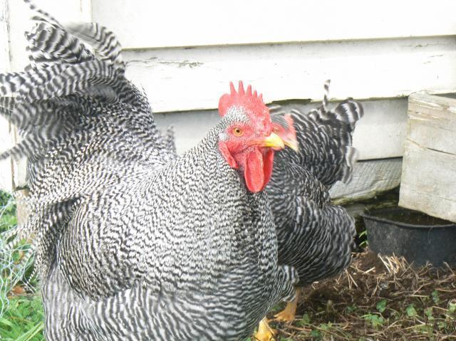 37072_p1070206.jpg