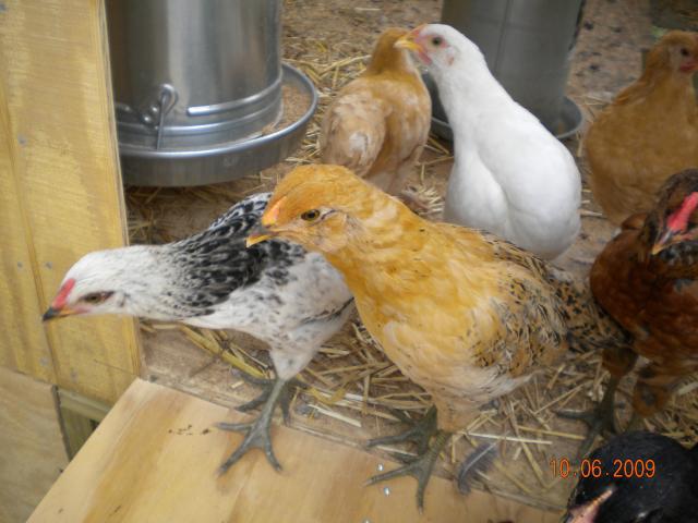 37092_chicken_002.jpg