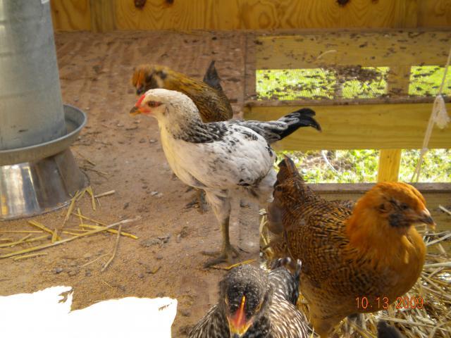 37092_chicken_015.jpg