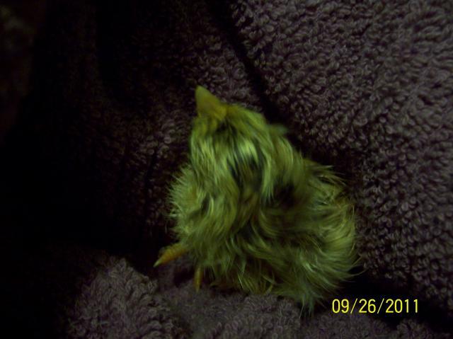 37116_animals_006.jpg