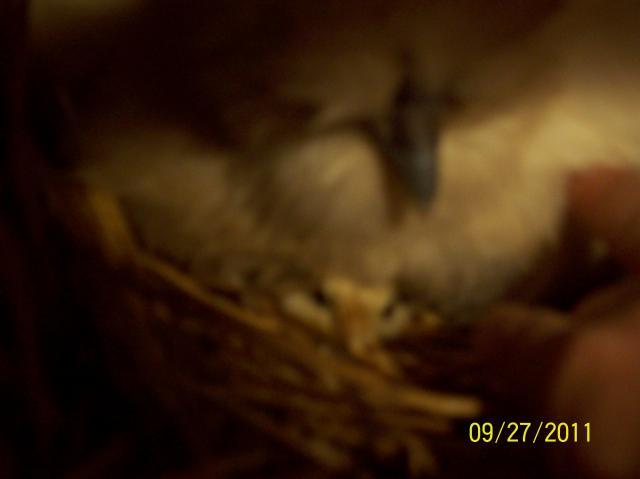 37116_animals_007.jpg