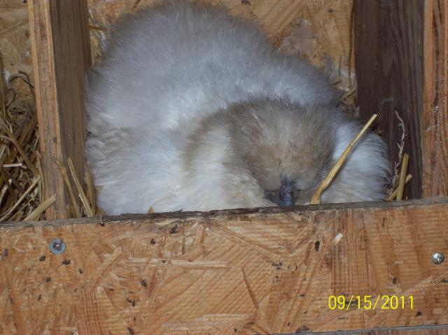 37116_broody_puff.jpg