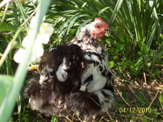 37116_coop_006.jpg