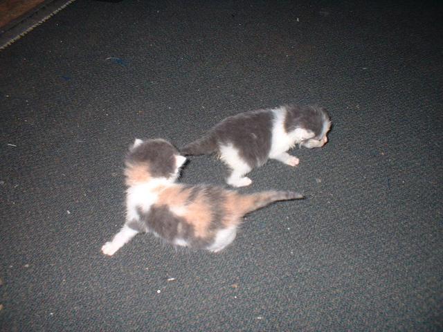 37126_kittens_005.jpg
