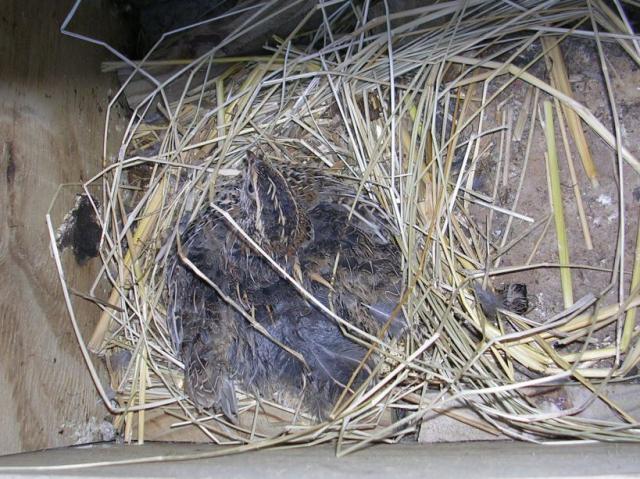 37153_broody_quail.jpg