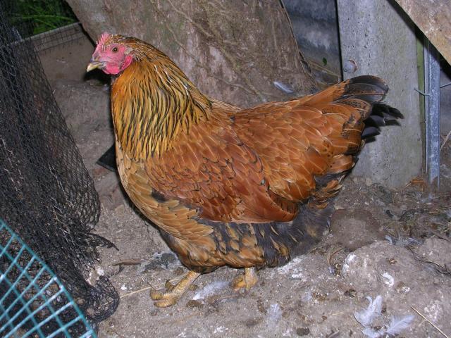 37153_dscn5690.jpg