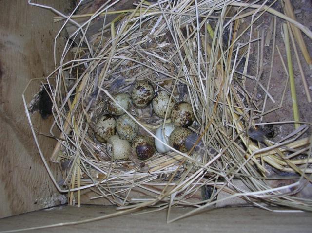 37153_quail_nest.jpg